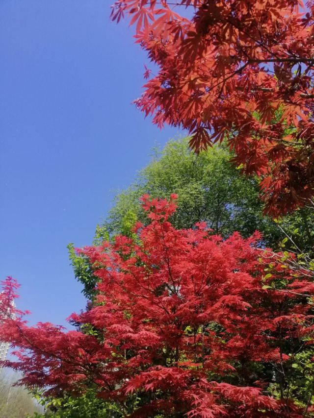 地坛公园旅行图片 6