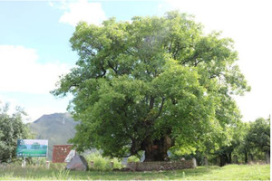 加查游记图文-一个核桃，两种故事