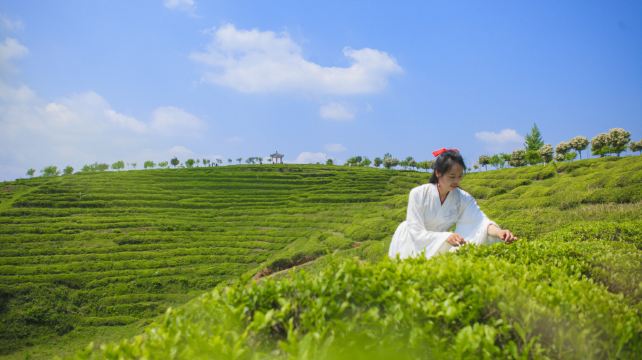 云峰山万亩茶园景区