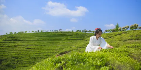 雲峰山萬畝茶園景區