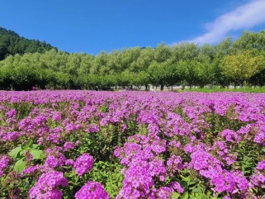 金水湾花海