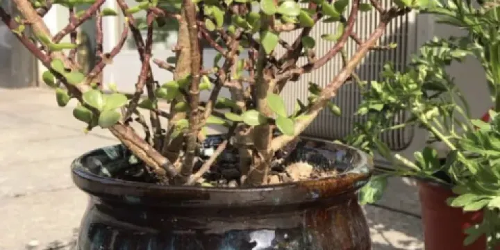 瀏陽市觀賞植物園