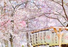 平野神社景点图片