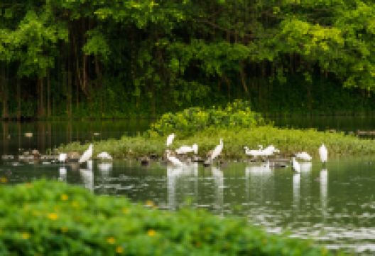 小鸟天堂景点图片