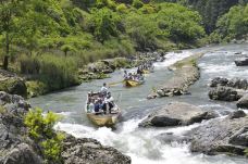 龟冈市-翱翔的大鲨鱼