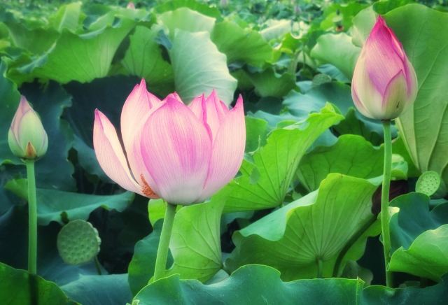 桂东植物园旅行图片 4