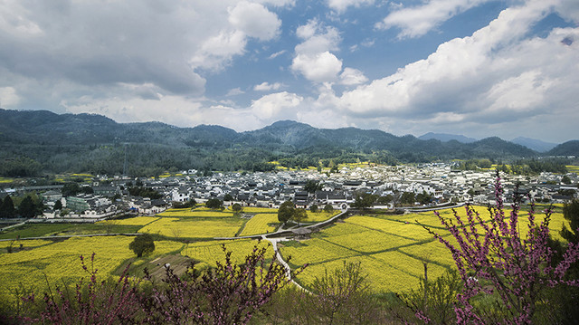 油菜花之乡——西递