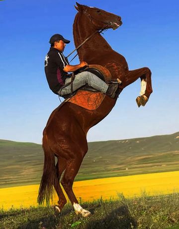 新西兰纯血赛马｜落户青龙古镇啦！