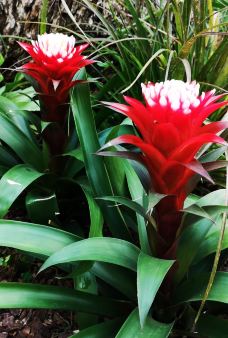 金殿公园赏花-昆明