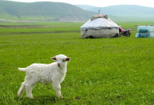 科尔沁国家级自然保护区景点图片