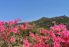 山东蟠龙山国家森林公园-乐木园景点景点图片
