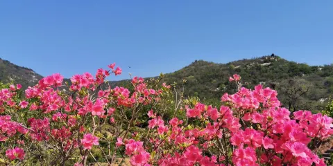 山東蟠龍山國家森林公園樂木園景點