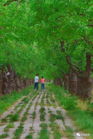 总要去趟乐陵吧