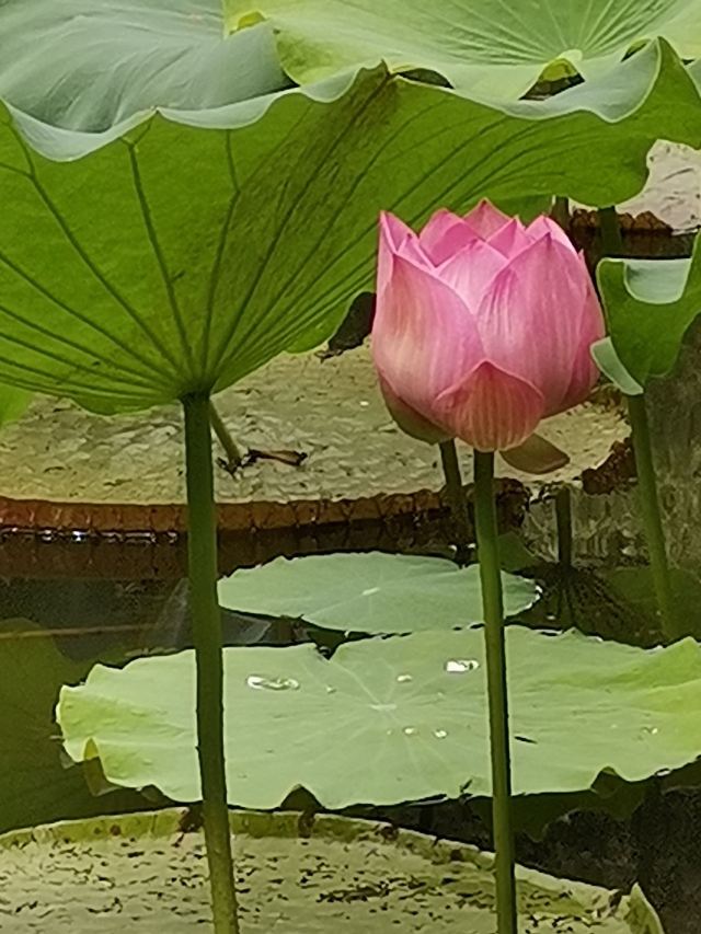 杨浦公园旅行图片 5