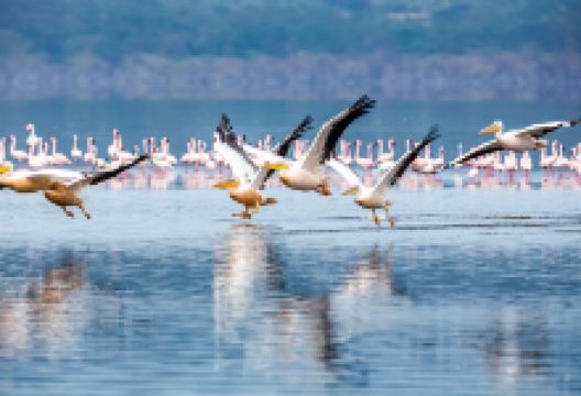 奈瓦沙湖景点图片