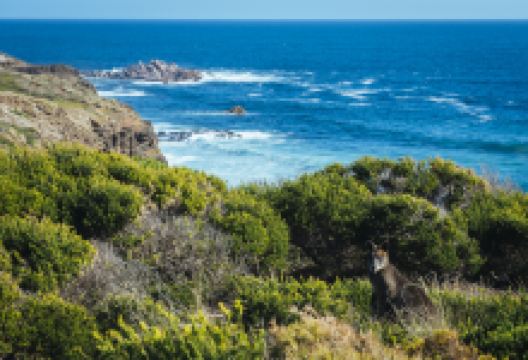 菲利普岛景点图片