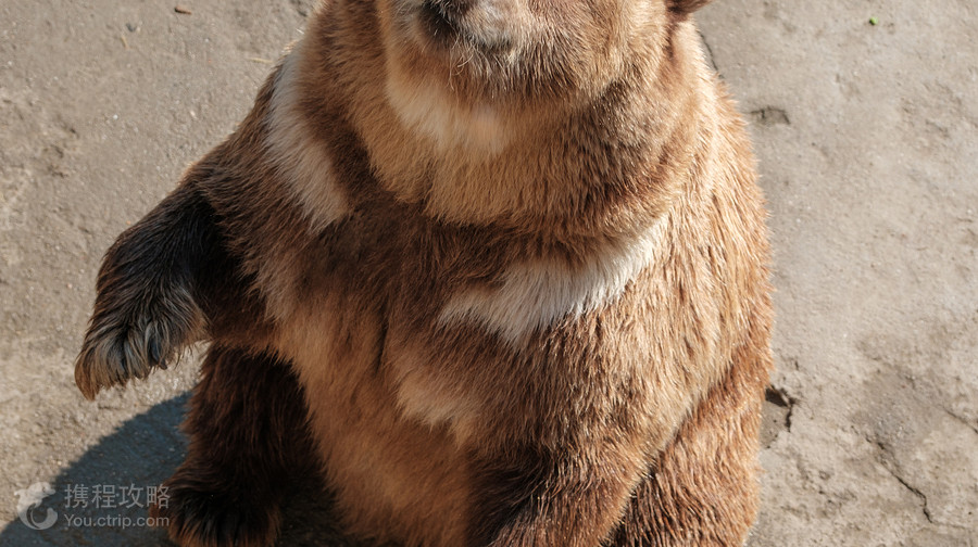 北方森林動物園