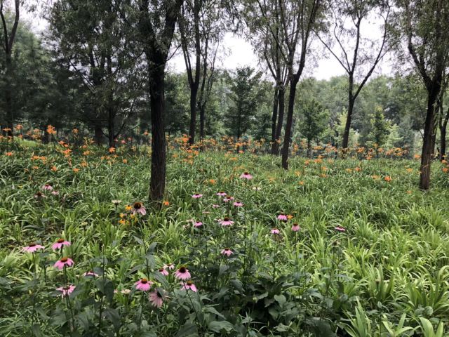东坝公园旅行图片 3