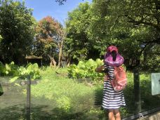 台北市立动物园-台北-绿带小米
