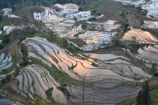 老虎嘴梯田-元阳-姜如意