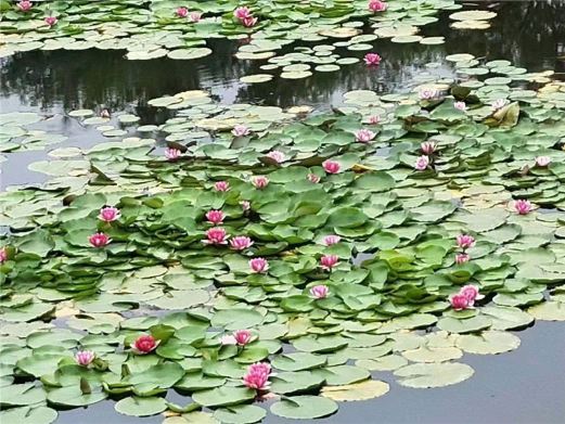 辽宁凤城草河国家湿地公园