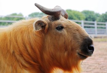 秦岭野生动物园+周至水街沙沙河+烟火巷子一日游*亲子度假游【秦岭野生动物园，是集野生动物移地保护、科普教育、旅游观光、休闲度假于一体的国家4A级旅游景区。】