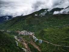 猫鼻梁-小金-suifeng2019