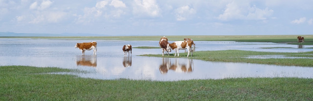 如果错过这个夏天,那什么时候才会去呼伦贝尔呢