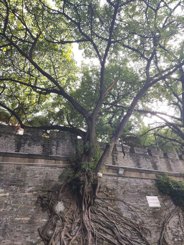 南宁古城墙旅行图片 11