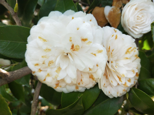 白山茶,早春三月的淡淡伤感