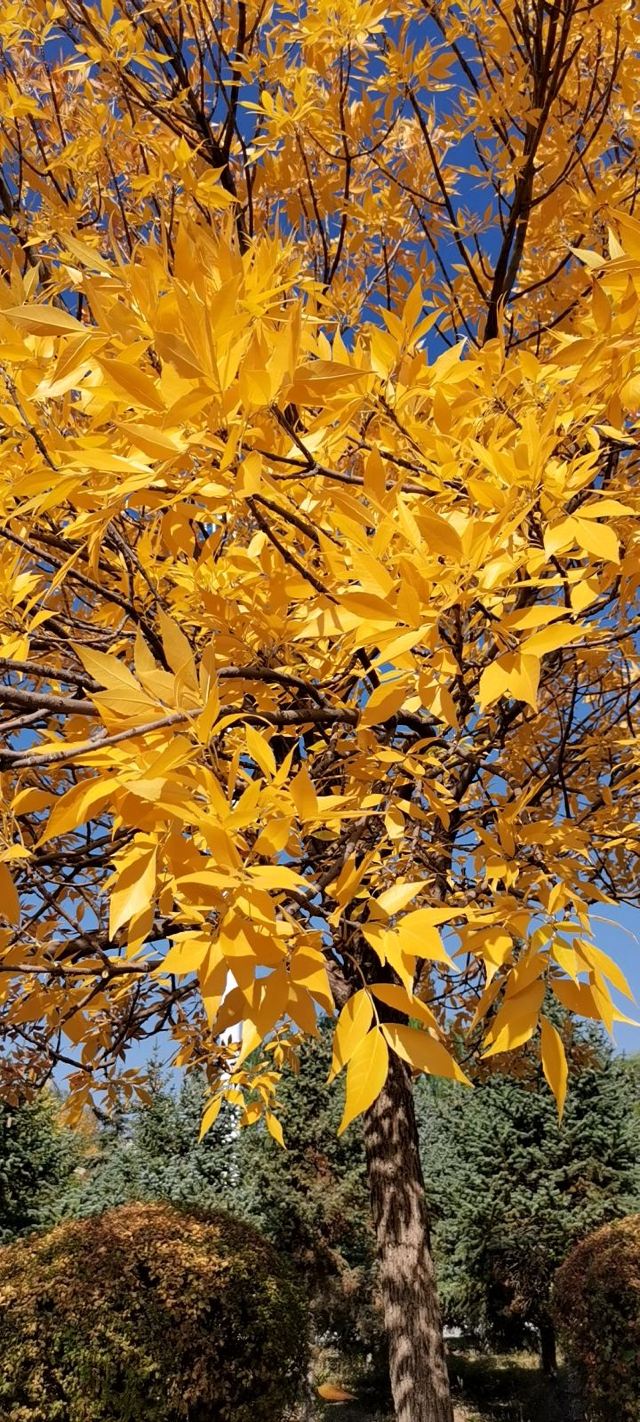 成吉思汗广场旅行图片 2