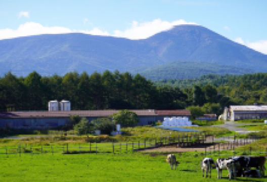 Nagato farm景点图片