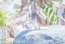 新西兰国家水族馆景点图片