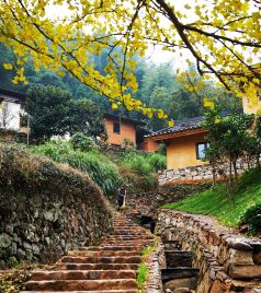 安吉市区游记图文-江西万安这个深谷山村隐藏一片“豪宅”，周围千年银杏树叶落如雨