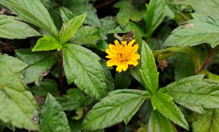 蟛蜞菊，强大的侵占植物