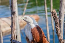 菲律宾老鹰和自然研究中心-达沃