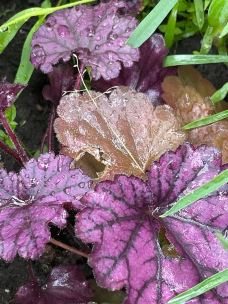 奥塔里植物园-惠灵顿-Lavender and Sun