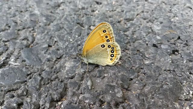 玫瑰谷旅行图片 3