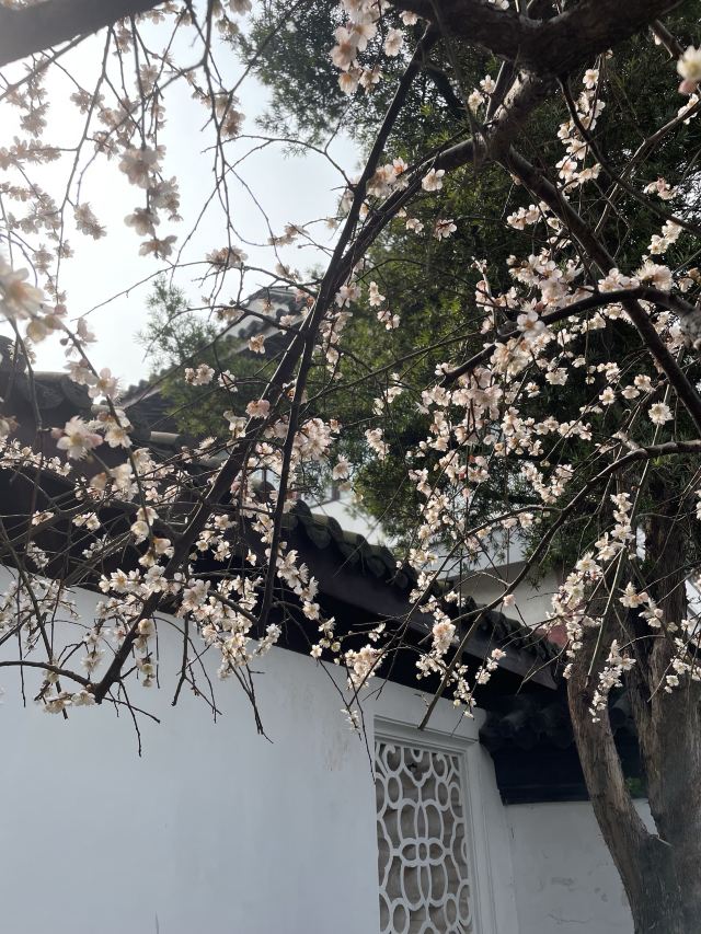 梅园公园旅行图片 13