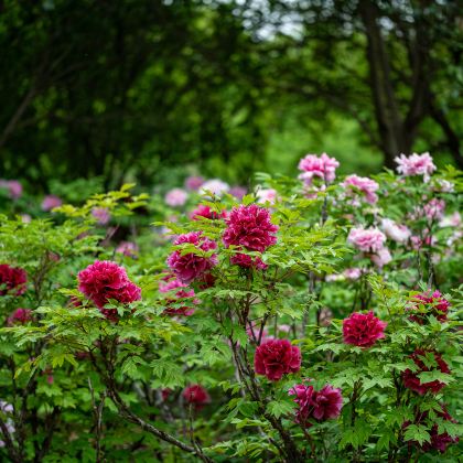 洛阳龙门石窟+老君山景区4日3晚跟团游