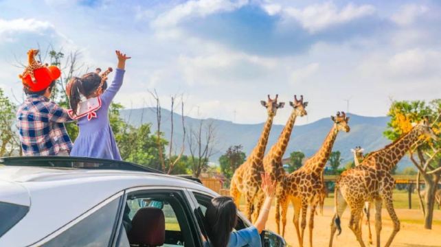 龙之梦动物世界