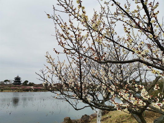 梅花香里过新年