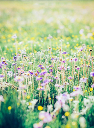 红原游记图片] 5月26日开园！！俄么塘花海，已经开始美了！