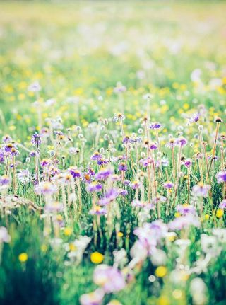 5月26日开园！！俄么塘花海，已经开始美了！