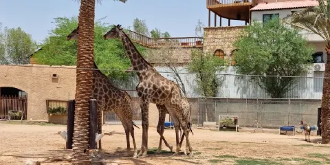 Riyadh Zoo