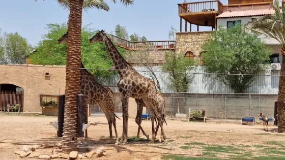 Riyadh Zoo
