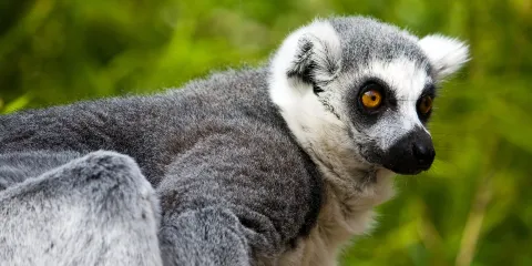 法烏尼亞動物園
