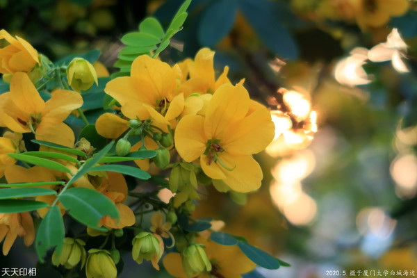 厦门大学白城海边演武桥下随拍