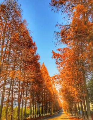 宁波冬季旅游攻略，自驾1.5小时，这三个地方藏着冬天最美的色彩