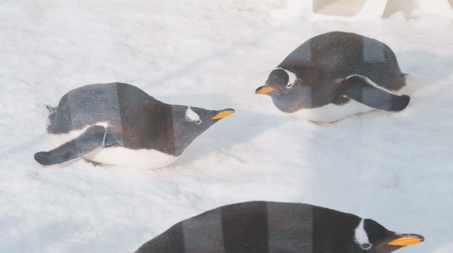 不止玩雪，投资100亿的京津冀打卡新地标，与企鹅共舞的极光冰雪世界